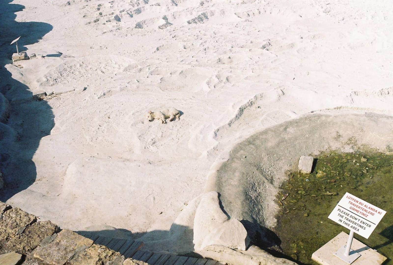 Dog enjoying the sun